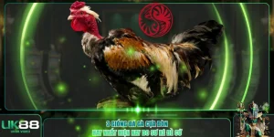 Đá gà cựa đòn