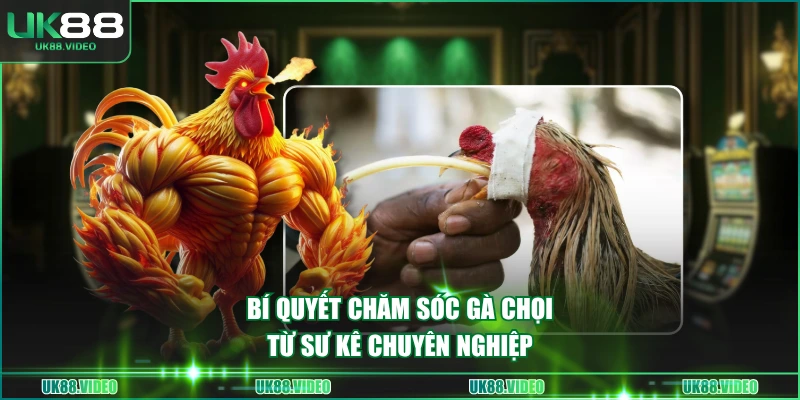 Bí quyết chăm sóc gà chọi từ sư kê chuyên nghiệp
