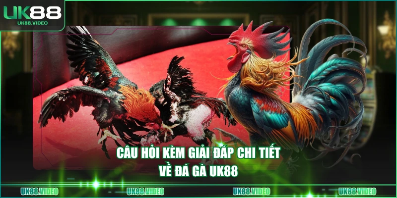 Câu hỏi kèm giải đáp chi tiết về đá gà UK88