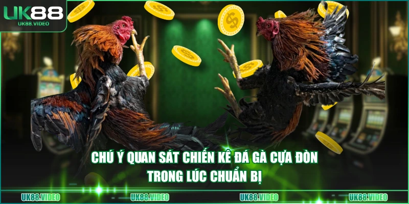 Chú ý quan sát chiến kê đá gà cựa đòn trong lúc chuẩn bị