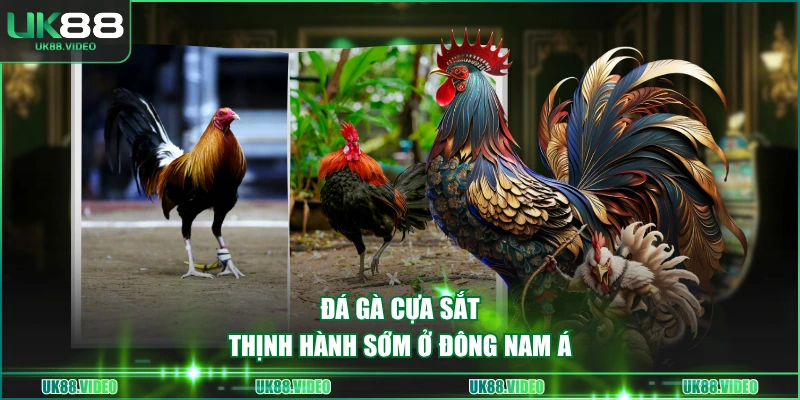 Đá gà cựa sắt thịnh hành sớm ở Đông Nam Á
