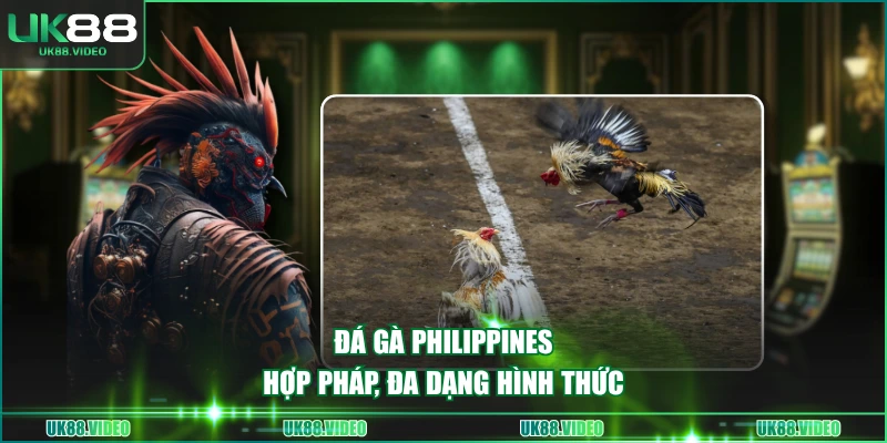 Đá gà Philippines hợp pháp, đa dạng hình thức