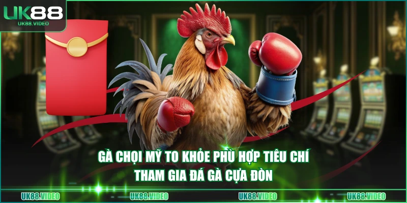 Gà chọi Mỹ to khỏe phù hợp tiêu chí tham gia đá gà cựa đòn