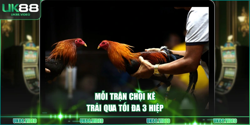 Mỗi trận chọi kê trải qua tối đa 3 hiệp