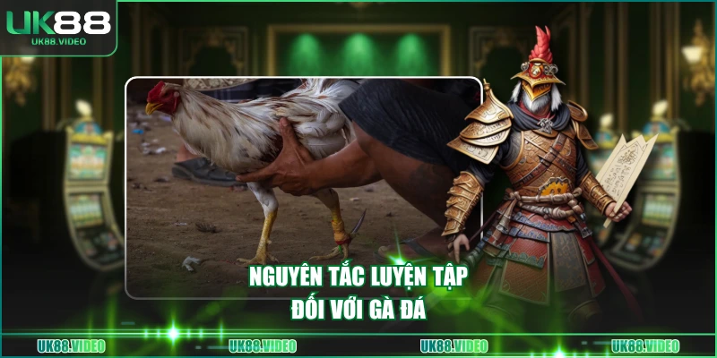 Nguyên tắc luyện tập đối với gà đá